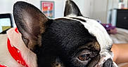 Snoopy is registered to the contest to win money with this photo: animal, bedroom, black_and_white, close_up, companion, cozy, cute, dog, framed_pictures, french_bulldog, human_leg, indoor, mirror, paw, pet, portrait, red_bandana, relaxed, resting, soft_light