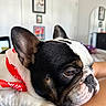 Snoopy is registered to the contest to win money with this photo: french_bulldog, dog, close_up, resting, red_bandana, black_and_white, paw, indoor, bedroom, mirror, framed_pictures, soft_light, pet, animal, companion, cute, relaxed, portrait, human_leg, cozy