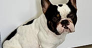 Snoopy is registered to the contest to win money with this photo: dog, french_bulldog, pet, animal, white_wall, floor, tile_floor, sitting, black_and_white, cute, indoor, companion, portrait, short_hair, ears_up, paw, looking, domestic_animal, mammal, resting