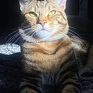 Elliot is registered to the contest to win money with this photo: cat, tabby, whiskers, pet, animal, feline, domestic_cat, fur, ears, paws, sitting, carpet, indoor, shadow, light, portrait, closeup, yellow_eyes, striped, relaxed