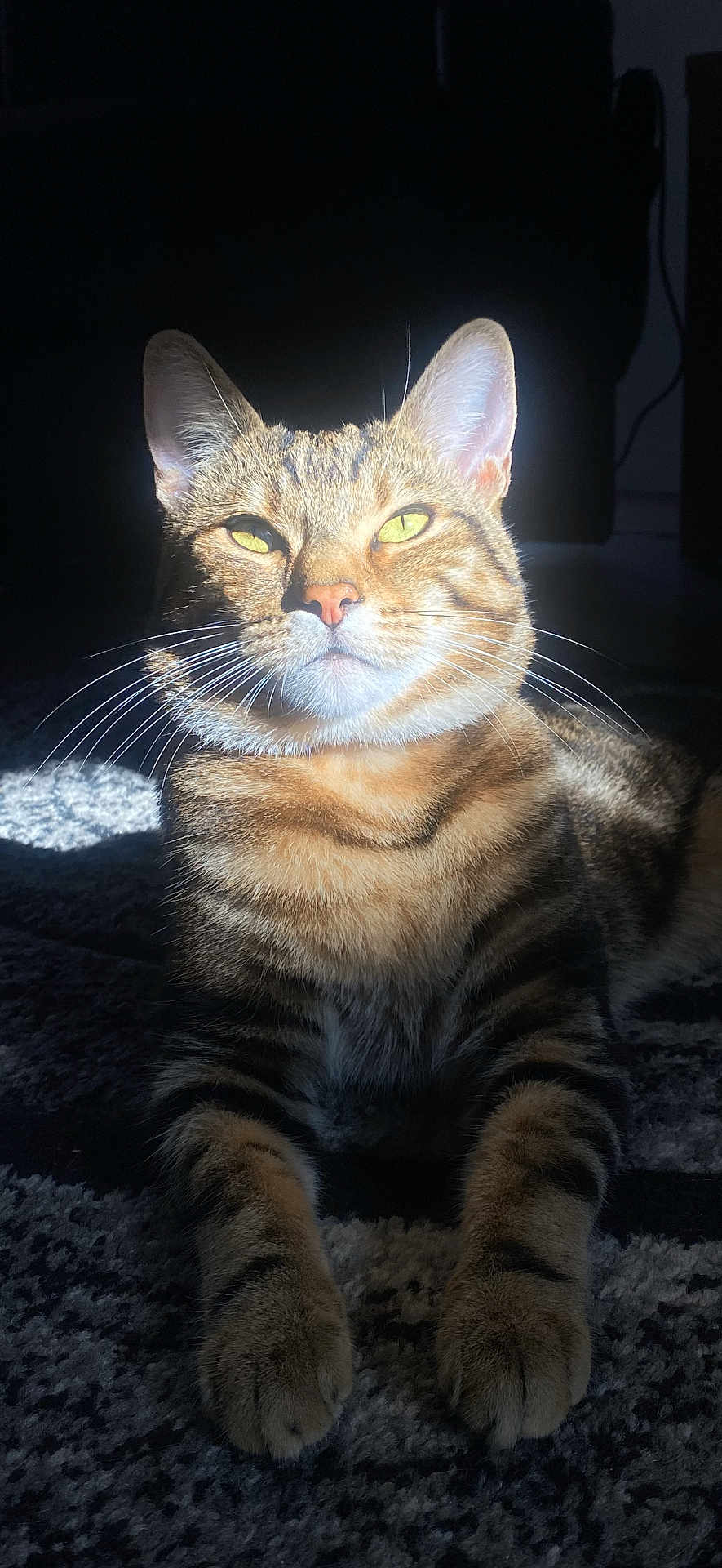 Elliot is registered to the contest to win money with this photo: cat, tabby, whiskers, pet, animal, feline, domestic_cat, fur, ears, paws, sitting, carpet, indoor, shadow, light, portrait, closeup, yellow_eyes, striped, relaxed