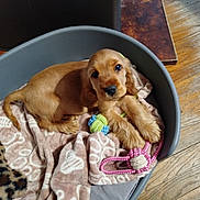 Altesse participe au concours pour gagner de l'argent avec cette photo : animal, bed, blanket, brown, chew_toy, cozy, cute, dog, domestic_animal, floor, furry, indoor, looking_up, lying_down, pet, puppy, resting, toy, wooden_floor, young