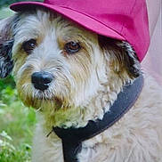 Louky a rejoint le concours — aidez-le/la à gagner de superbes lots ! accessories, animal, baseballcap, canine, cap, clothing, dog, face, hat, head, leash, person, pet, photography, poodle, portrait, puppy, strap, terrier, whitedog