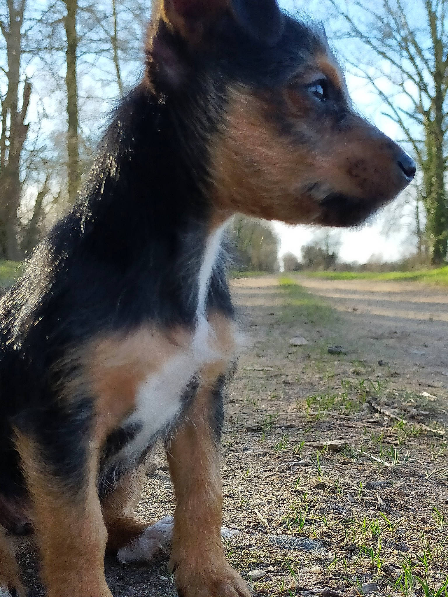 Senza a rejoint le concours — aidez-le/la à gagner de superbes lots ! canidae, carnivore, companion_dog, dog, dog_breed, fawn, fur, grass, herding_dog, plant, sky, snout, sporting_group, tail, terrestrial_animal, tree, whiskers, wildlife, working_animal, working_dog