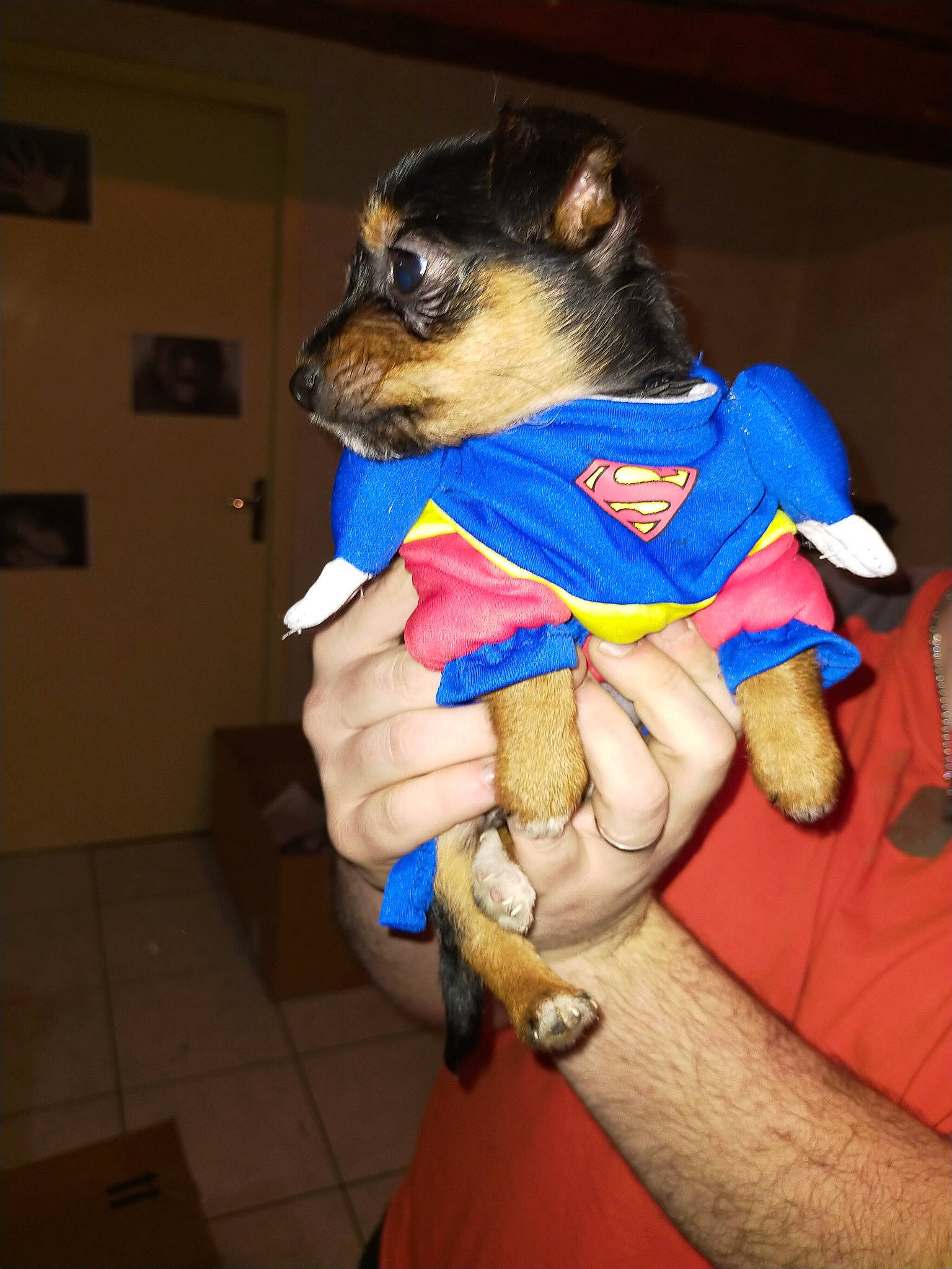 Senza participe au concours pour gagner de l'argent avec cette photo : carnivore, chihuahua, companion_dog, costume, dog, dog_breed, dog_clothes, dog_supply, electric_blue, fawn, fictional_character, fun, fur, gesture, personal_protective_equipment, t_shirt, thumb, toy_dog, whiskers, wrist