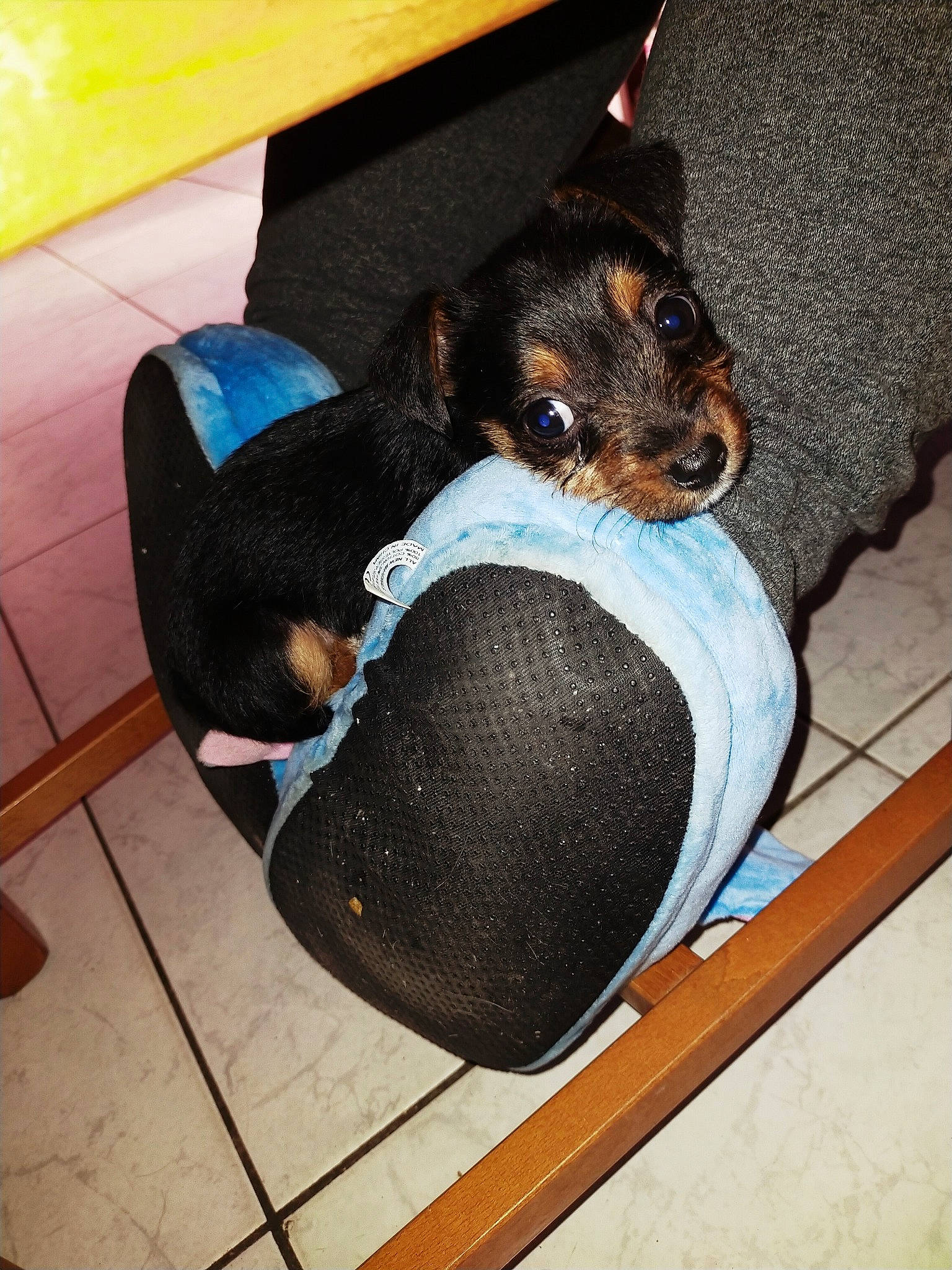 Senza a rejoint le concours — aidez-le/la à gagner de superbes lots ! canidae, car_seat_cover, carnivore, chair, collar, comfort, companion_dog, dog, dog_breed, dog_clothes, dog_supply, fawn, flooring, pet_supply, sitting, snout, sporting_group, sunglasses, toy_dog, working_animal