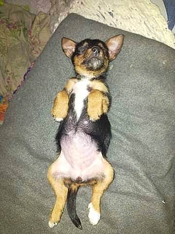 Senza a rejoint le concours — aidez-le/la à gagner de superbes lots ! canidae, carnivore, comfort, companion_dog, corgi_chihuahua, dog, dog_breed, fawn, fur, non_sporting_group, paw, puppy, sitting, snout, sporting_group, tail, terrestrial_animal, toy_dog, whiskers, working_animal