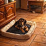 puppy, dog, dog_bed, indoor, tile_floor, wooden_furniture, living_room, pet, cute, cozy, brown_puppy, black_and_tan, flooring, table, cabinet, relaxing, small_dog, home_interior, domestic_animal, pet_bed
