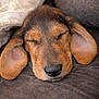 Avana a rejoint le concours — aidez-le/la à gagner de superbes lots ! puppy, dog, sleeping, closeup, ears, brown_fur, black_nose, cute, pet, resting, cozy, soft_texture, indoor, blanket, relaxed, animal, face, fur, adorable, young