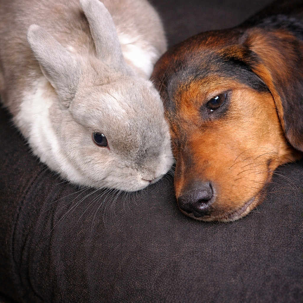 Avana a rejoint le concours — aidez-le/la à gagner de superbes lots ! adorable, animal, brown, closeup, companion, cozy, cuddle, cute, cute_animals, dog, friendship, fur, indoor, mammal, pet, rabbit, relaxation, resting, snuggle, soft