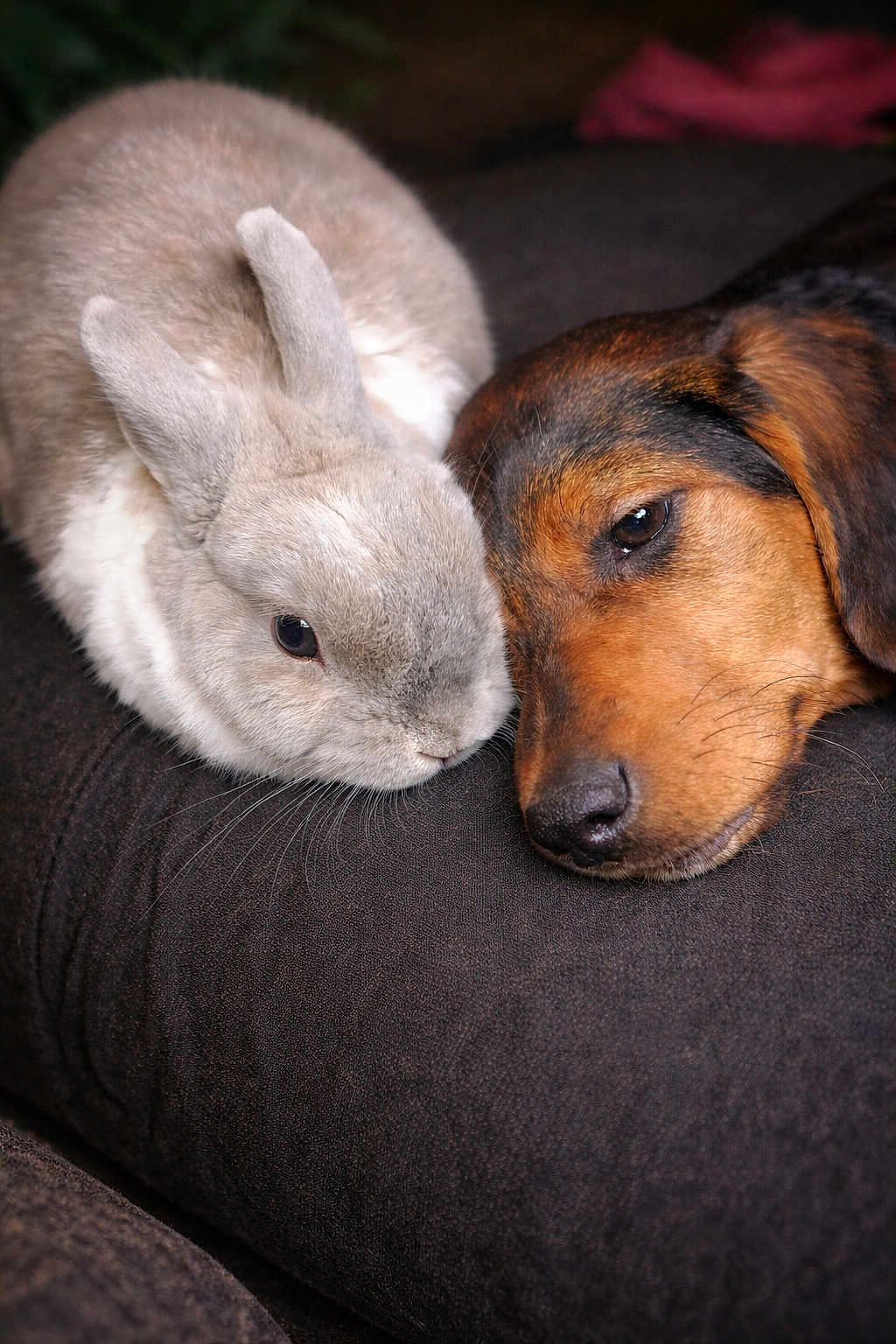 Avana a rejoint le concours — aidez-le/la à gagner de superbes lots ! rabbit, dog, pet, animal, snuggle, cuddle, cozy, fur, cute, friendship, resting, closeup, indoor, companion, adorable, cute_animals, mammal, soft, relaxation, brown