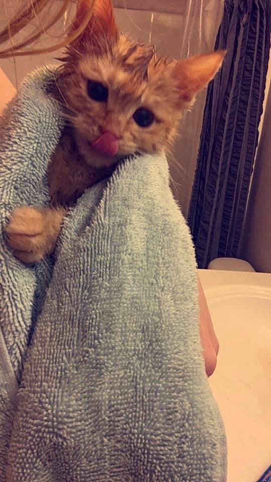 Jade joined the competition — help win amazing prizes! carnivore, cat, claw, comfort, curtain, domestic_short_haired_cat, eye, fawn, felidae, fur, gesture, human_leg, leg, linens, paw, small_to_medium_sized_cats, snout, tail, textile, whiskers