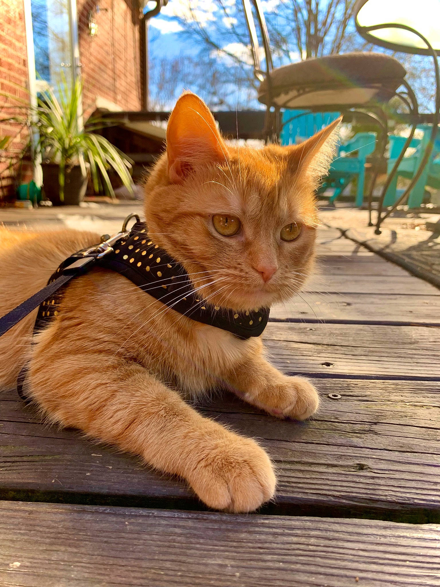 Jade joined the competition — help win amazing prizes! carnivore, cat, claw, domestic_short_haired_cat, fawn, felidae, fur, grass, houseplant, plant, sitting, small_to_medium_sized_cats, snout, tail, terrestrial_animal, tree, trunk, whiskers, wildlife, wood