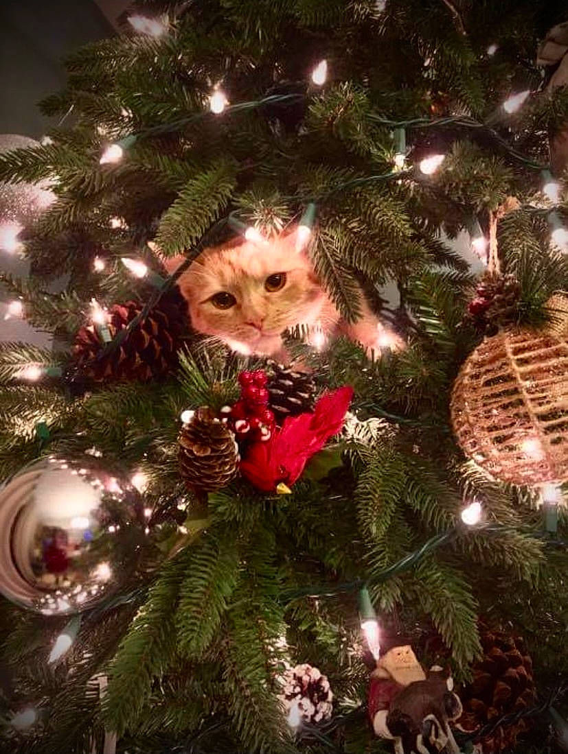 Jade is registered to the contest to win money with this photo: branch, christmas, christmas_decoration, christmas_eve, christmas_ornament, christmas_tree, conifer, event, evergreen, holiday, holiday_ornament, larch, light, ornament, plant, toy, tradition, tree, twig, winter