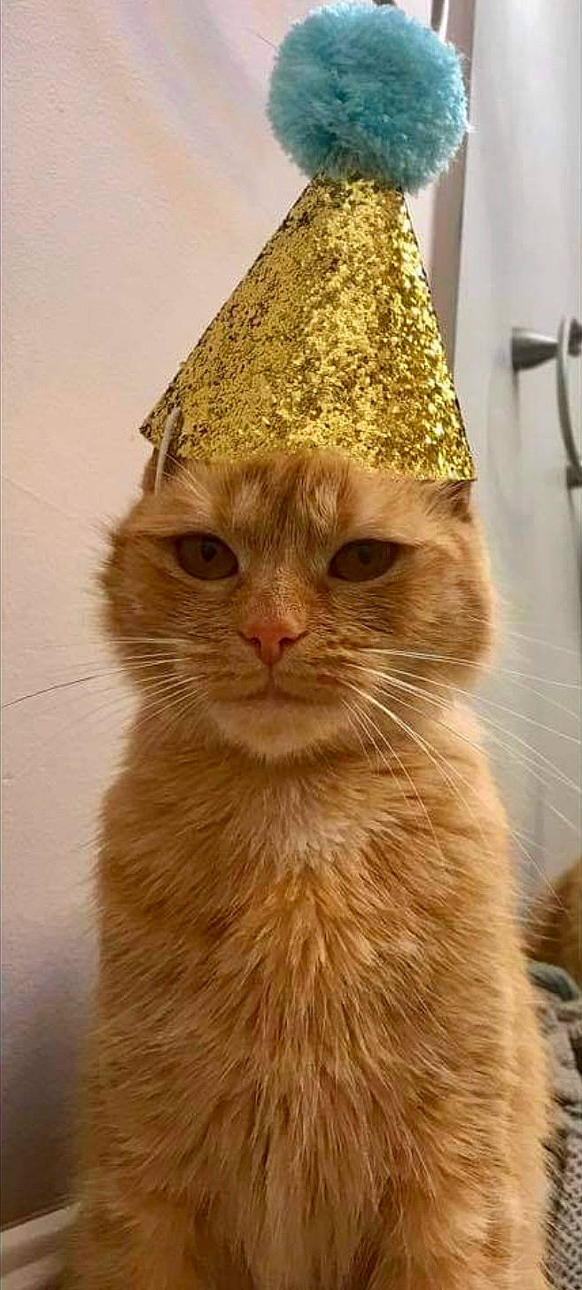 Jade joined the competition — help win amazing prizes! art, carnivore, cat, cone, costume_hat, domestic_short_haired_cat, fashion_accessory, fawn, fedora, felidae, fur, hat, peach, plant, small_to_medium_sized_cats, sun_hat, tail, whiskers, wood