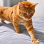 bed, blanket, cat, closeup, cozy, cute, domestic_cat, feline, fur, ginger_cat, green_eyes, indoor, mammal, orange_tabby, paw, pet, portrait, soft_lighting, walking, whiskers