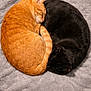 bed, black_cat, blanket, cat, cats, companion, cozy, curled, domestic_cat, fur, indoor, nap, orange_cat, pair, pet, resting, sleeping, tail, whiskers, yin_yang