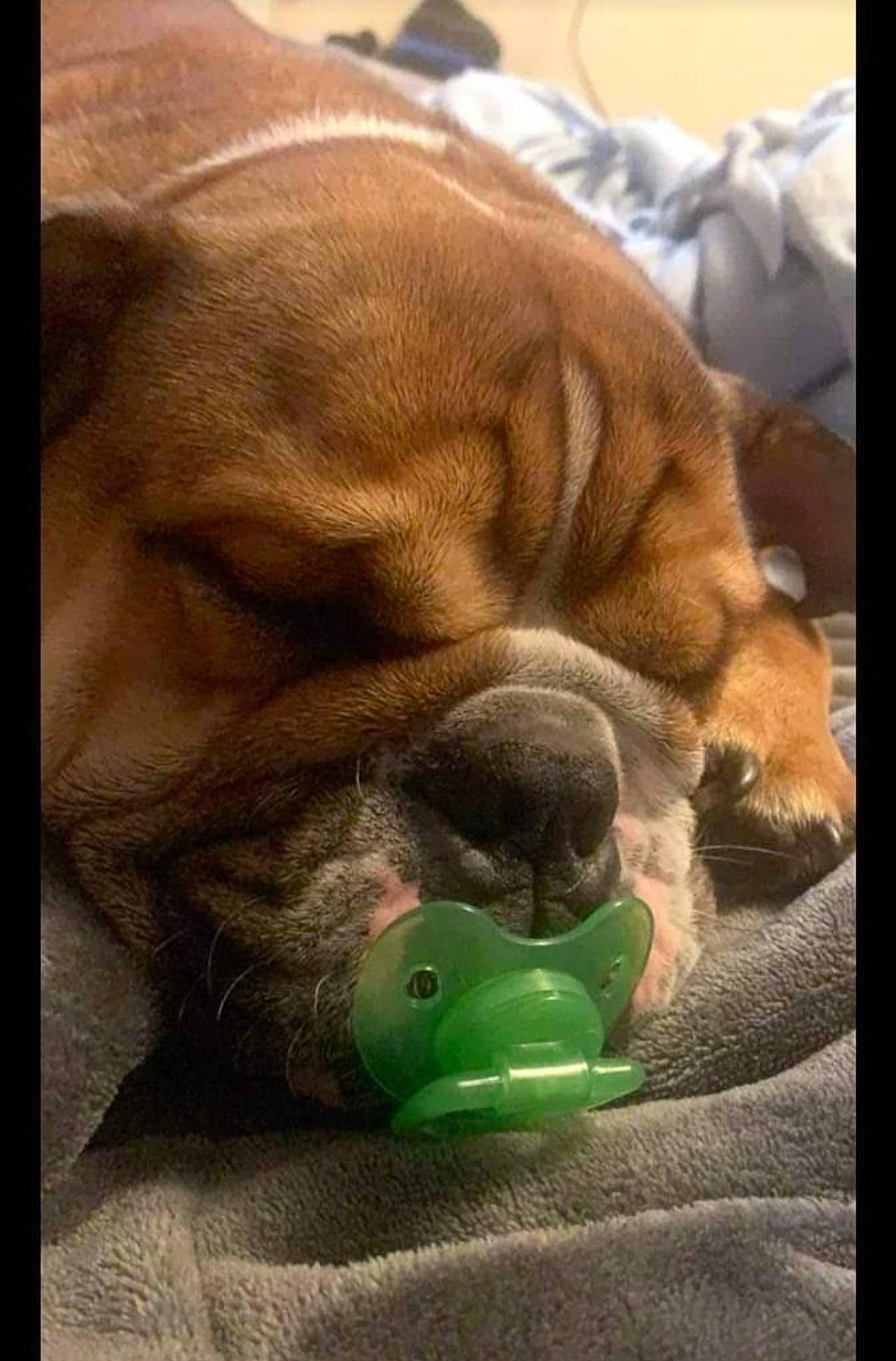 Chewbacca joined the competition — help win amazing prizes! bedtime, bored, canidae, carnivore, comfort, companion_dog, dog, dog_breed, dog_supply, fawn, fur, grass, liver, pet_supply, polar_fleece, snout, sporting_group, terrestrial_animal, working_animal, wrinkle