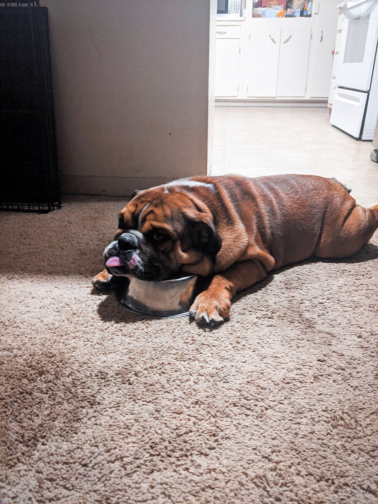 Chewbacca is registered to the contest to win money with this photo: cabinetry, canidae, carnivore, collar, companion_dog, dog, dog_breed, dog_collar, dog_supply, door, fawn, floor, flooring, hardwood, road_surface, snout, sporting_group, wood, working_animal, wrinkle