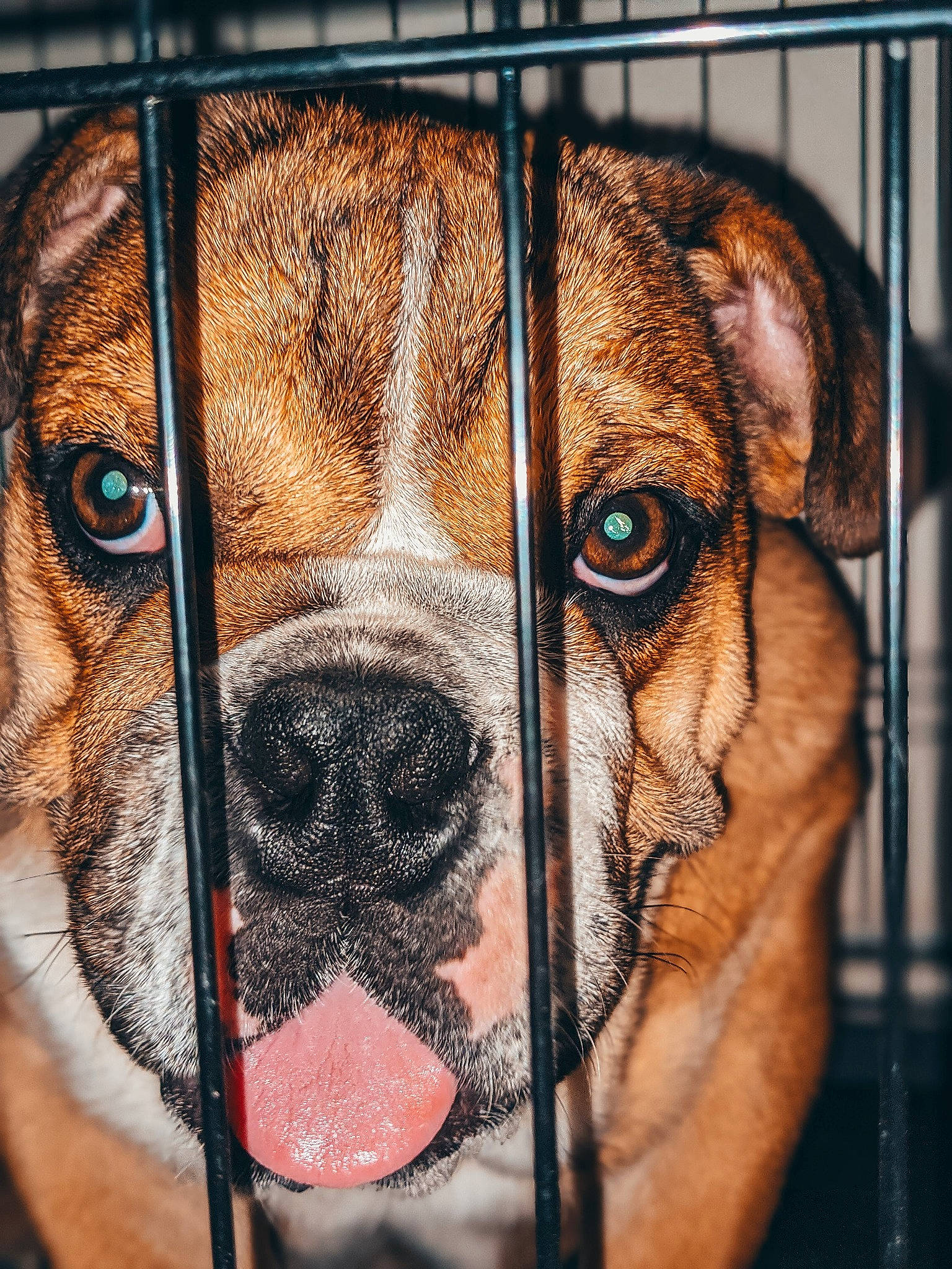 Chewbacca joined the competition — help win amazing prizes! cage, carnivore, close_up, collar, companion_dog, dog, dog_breed, dog_collar, dog_crate, dog_supply, fawn, mammal, mesh, pet_supply, snout, sporting_group, vertebrate, whiskers, window, wire_fencing