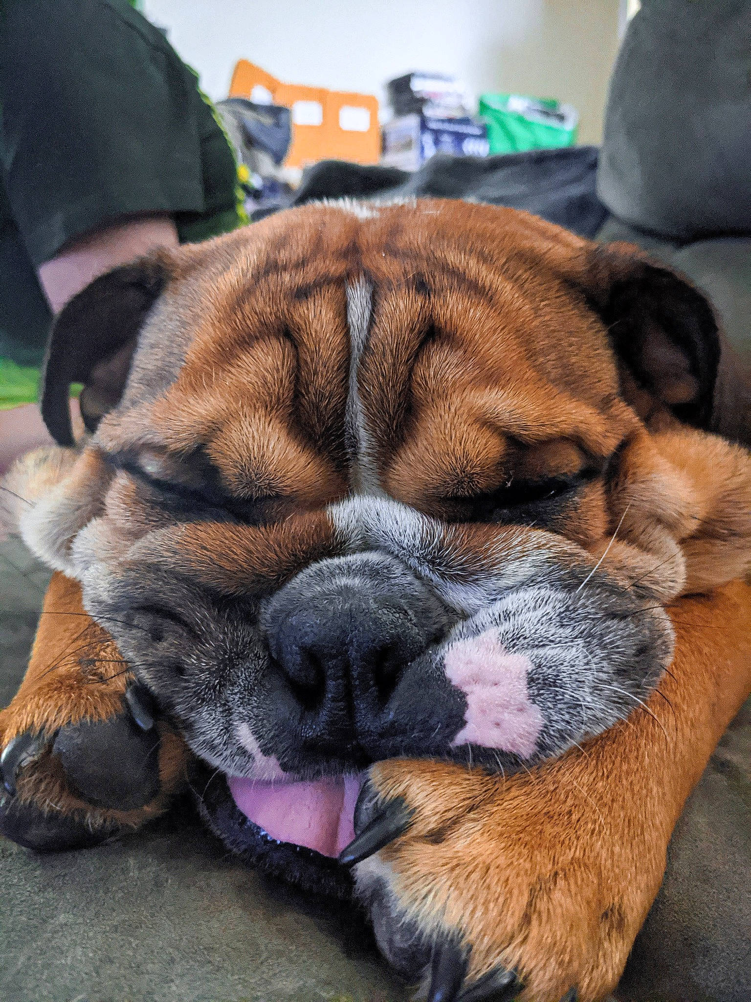 Chewbacca joined the competition — help win amazing prizes! bulldog, canidae, carnivore, comfort, companion_dog, dog, dog_breed, fawn, flower, foot, fur, human_leg, liver, nap, snout, sporting_group, terrestrial_animal, whiskers, working_animal, wrinkle