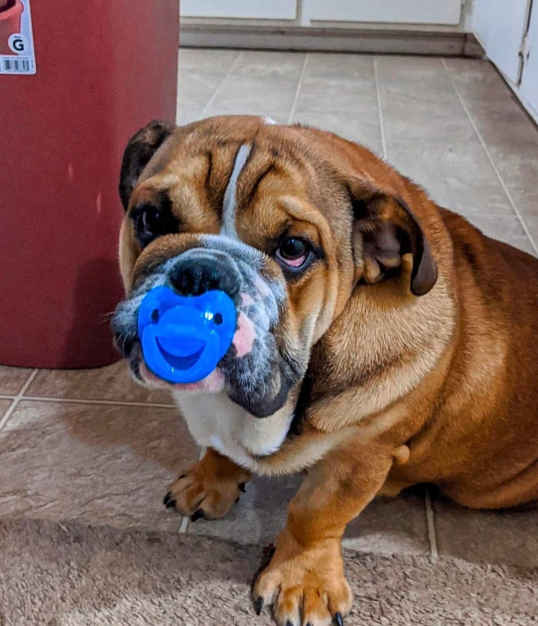 Chewbacca joined the competition — help win amazing prizes! ancient_dog_breeds, bulldog, canidae, carnivore, collar, companion_dog, dog, dog_breed, dog_collar, electric_blue, fawn, non_sporting_group, shar_pei, snout, sporting_group, working_animal, working_dog, wrinkle