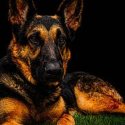 Decker joined the competition — help win amazing prizes! german_shepherd, dog, canine, pet, animal, grass, lying_down, portrait, black_background, fur, ears, eyes, nose, muzzle, outdoor, nature, watchful, alert, resting, close_up