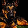 german_shepherd, dog, canine, pet, animal, grass, lying_down, portrait, black_background, fur, ears, eyes, nose, muzzle, outdoor, nature, watchful, alert, resting, close_up