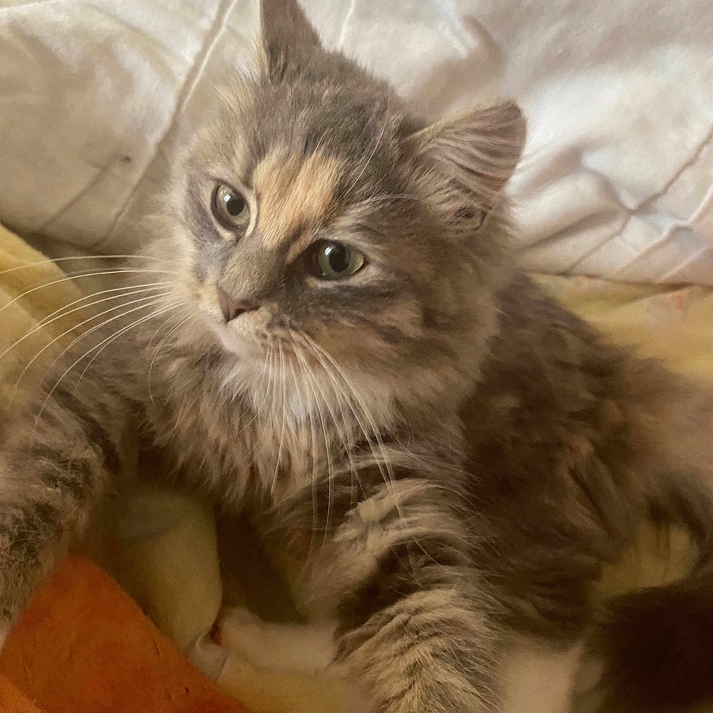 Vanille participe au concours pour gagner de l'argent avec cette photo : abyssinian, angora, animal, bed, blanket, brasssection, cat, couch, cushion, furniture, homedecor, horn, indoors, kitten, manx, musicalinstrument, person, pet, quilt, siamese