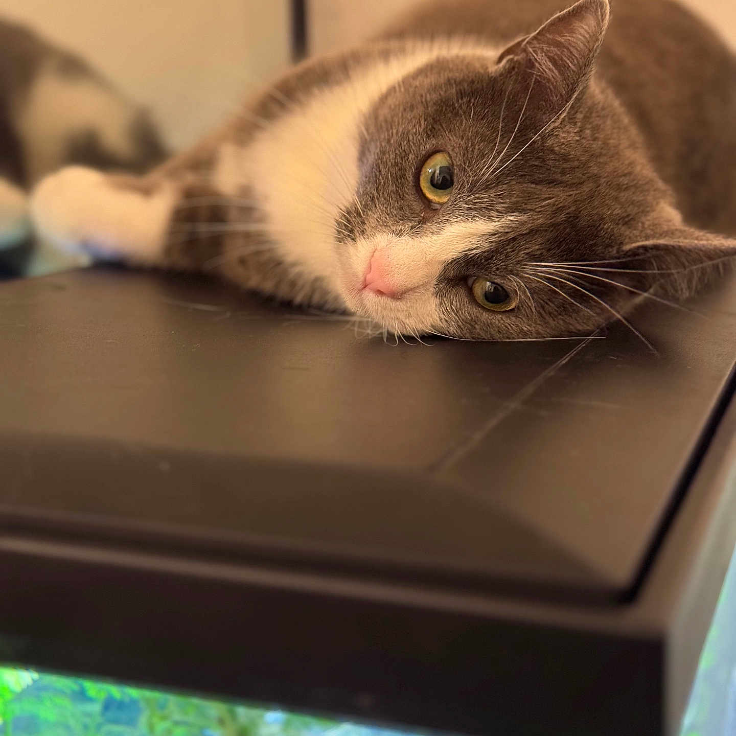 Luna participe au concours pour gagner de l'argent avec cette photo : abyssinian, animal, aquarium, aquatic, cat, computer, computerhardware, electronics, fish, furniture, hardware, kitten, laptop, manx, pc, person, pet, sealife, sleeping, water