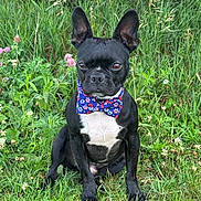 Jag joined the competition — help win amazing prizes! dog, bow_tie, black_dog, white_chest, grass, outdoor, greenery, flowers, sitting, canine, pet, nature, summer, portrait, animal, paw_prints, cute, alert, ears_up, small_dog