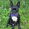 dog, bow_tie, black_dog, white_chest, grass, outdoor, greenery, flowers, sitting, canine, pet, nature, summer, portrait, animal, paw_prints, cute, alert, ears_up, small_dog