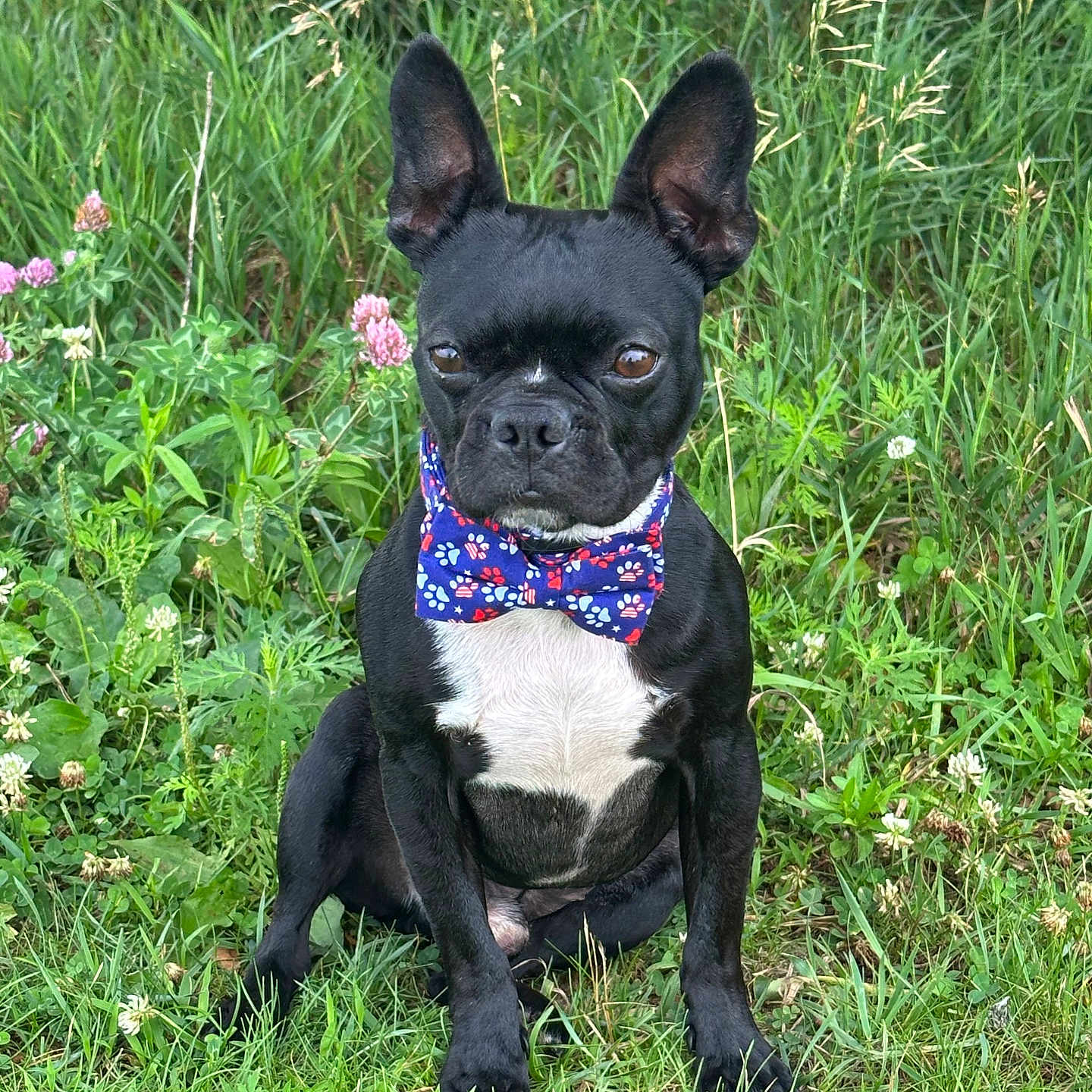 Jag joined the competition — help win amazing prizes! dog, bow_tie, black_dog, white_chest, grass, outdoor, greenery, flowers, sitting, canine, pet, nature, summer, portrait, animal, paw_prints, cute, alert, ears_up, small_dog