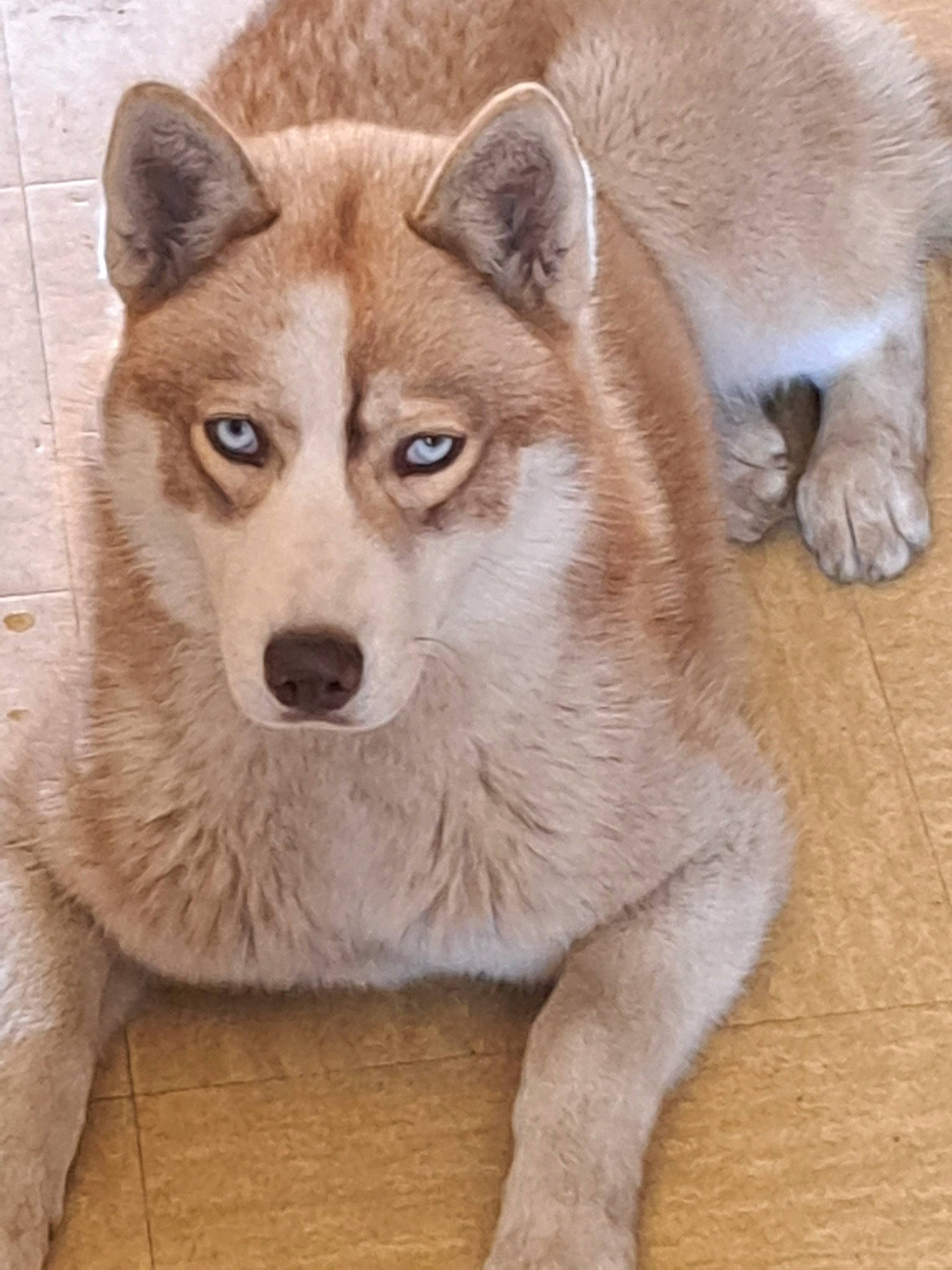 Thali participe au concours pour gagner de l'argent avec cette photo : ancient_dog_breeds, canidae, canis, carnivore, companion_dog, dog, dog_breed, fawn, fur, non_sporting_group, sled_dog, snout, tail, terrestrial_animal, whiskers, wildlife, working_animal, working_dog