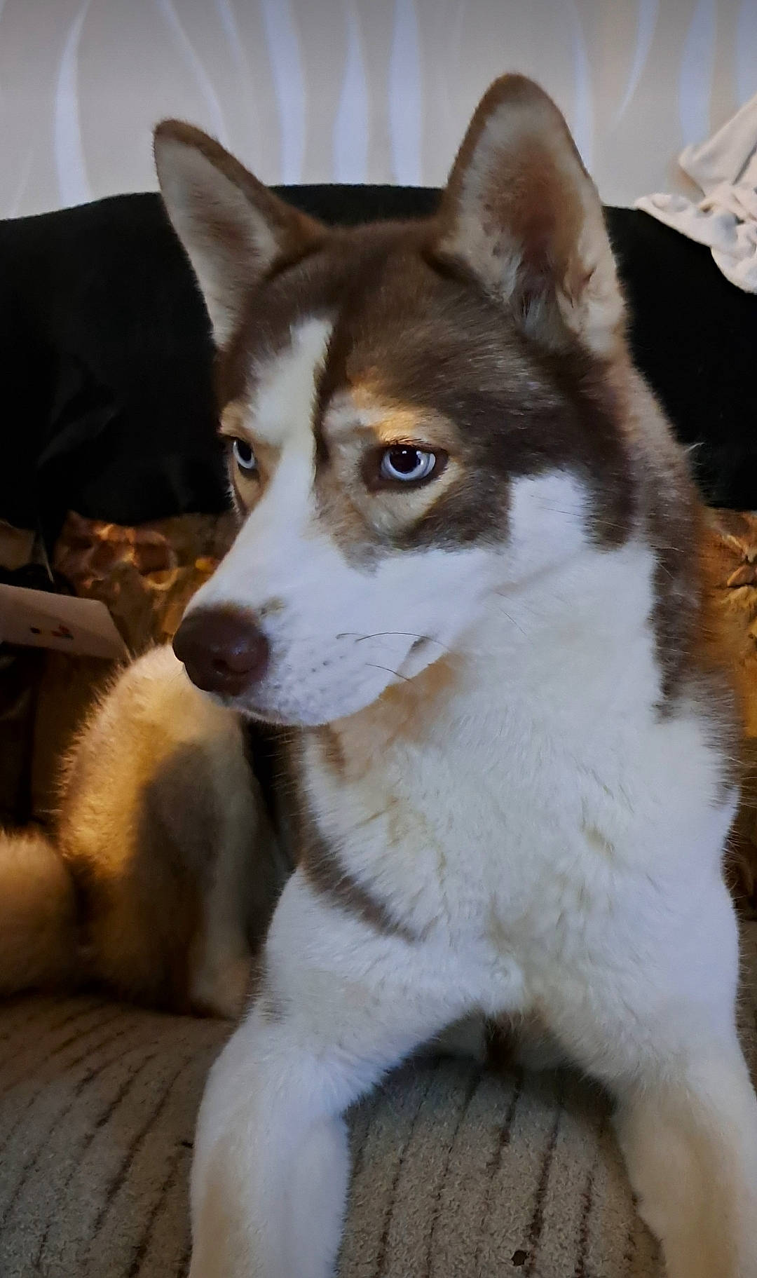 Thali a rejoint le concours — aidez-le/la à gagner de superbes lots ! ancient_dog_breeds, carnivore, companion_dog, dog, dog_breed, fur, sled_dog, snout, terrestrial_animal, whiskers, working_animal, working_dog