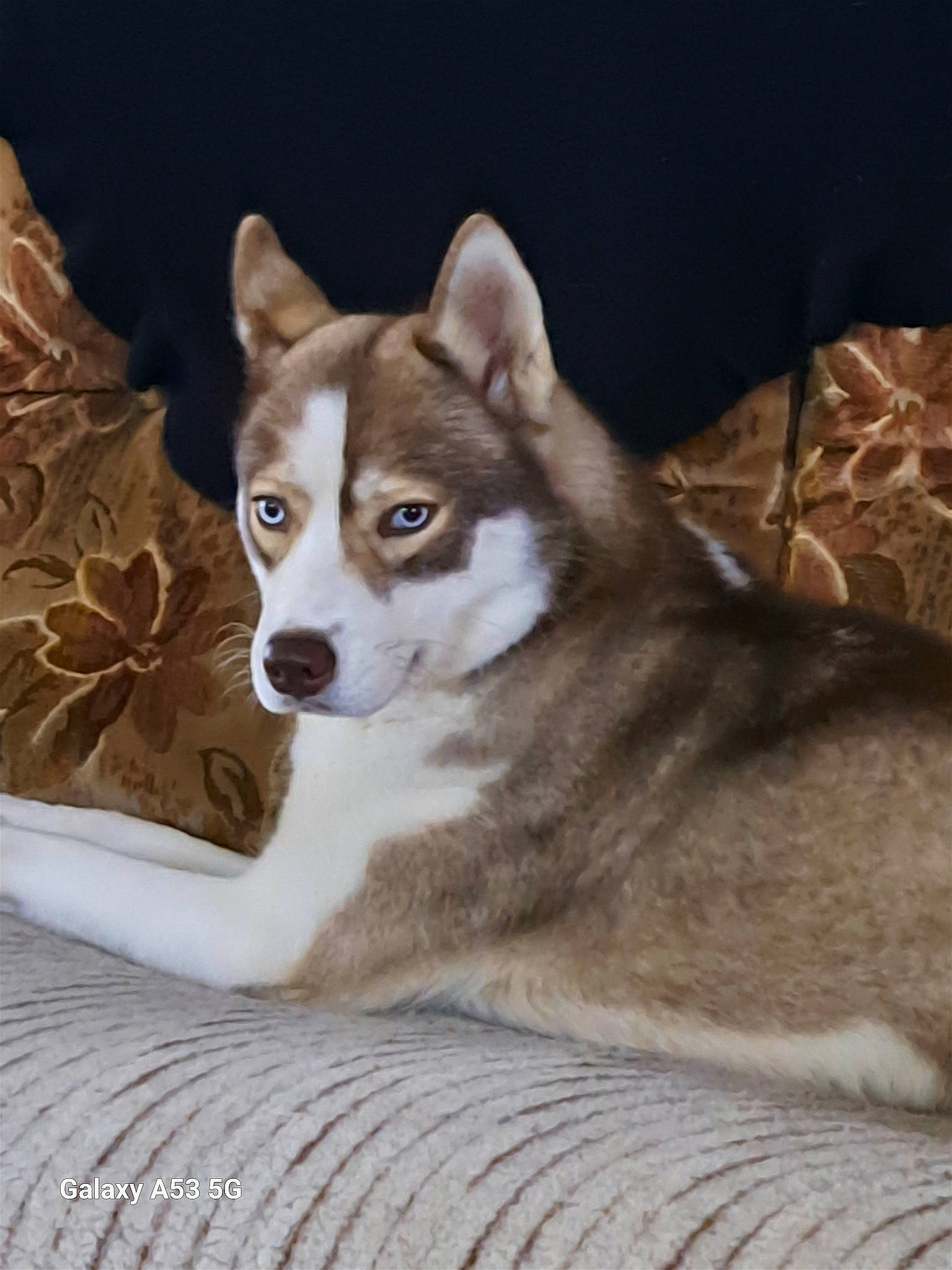 Thali participe au concours pour gagner de l'argent avec cette photo : ancient_dog_breeds, bored, canidae, carnivore, companion_dog, couch, dog, dog_breed, door, fawn, fur, non_sporting_group, snout, sporting_group, tail, terrestrial_animal, whiskers, wood, working_animal, working_dog