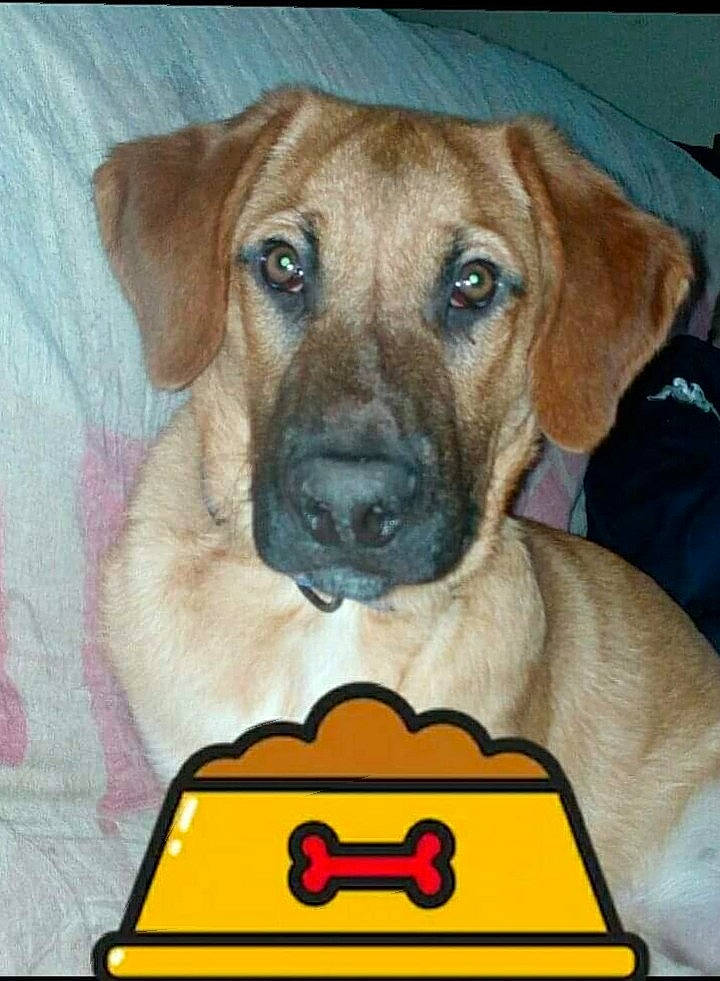 Rex a rejoint le concours — aidez-le/la à gagner de superbes lots ! ancient_dog_breeds, canidae, carnivore, collar, companion_dog, dog, dog_breed, dog_supply, fawn, non_sporting_group, paint, paw, pet_supply, photo_caption, rectangle, sporting_group, whiskers, working_animal, working_dog