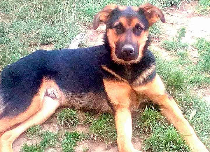 Mustang participe au concours pour gagner de l'argent avec cette photo : black_and_tan_terrier, canidae, carnivore, companion_dog, dog, dog_breed, east_european_shepherd, fawn, german_shepherd_dog, huntaway, mammal, rare_breed_dog, vertebrate, working_dog