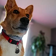 Lizzy participe au concours pour gagner de l'argent avec cette photo : akita, canaan_dog, canidae, carnivore, carolina_dog, dog, dog_breed, fawn, korean_jindo_dog, mammal, new_guinea_singing_dog, non_sporting_group, norwegian_buhund, shiba_inu, snout, vertebrate