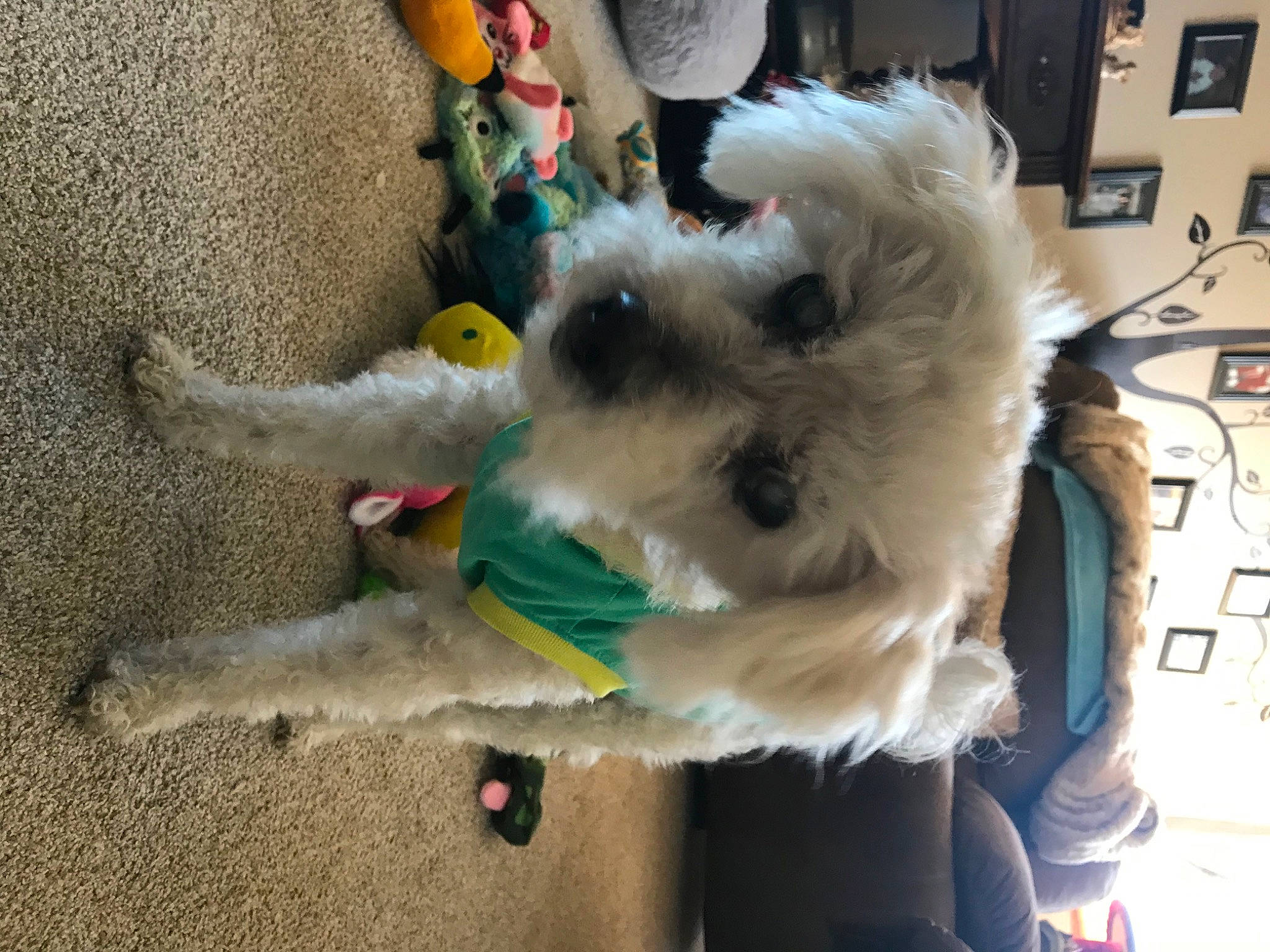 Oliver joined the competition — help win amazing prizes! canidae, carnivore, companion_dog, dog, dog_breed, dog_clothes, dog_supply, fawn, felidae, fur, paw, small_terrier, snout, sporting_group, stuffed_toy, tail, terrier, toy, toy_dog, working_animal