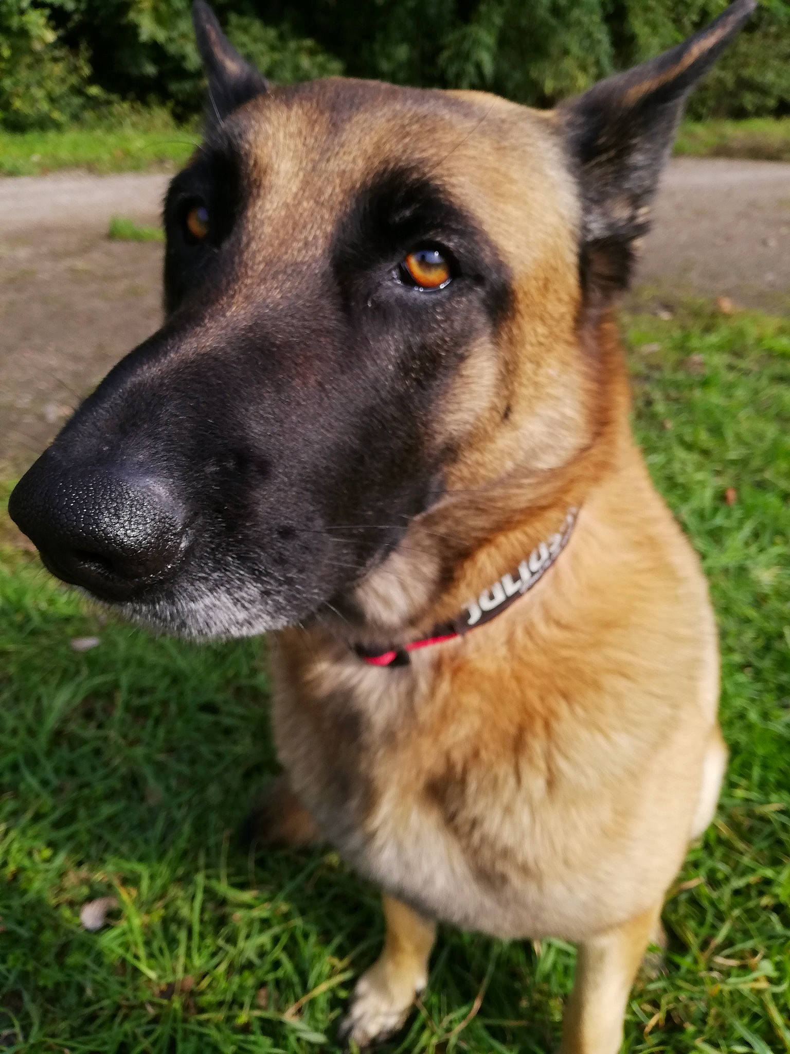 Naïko participe au concours pour gagner de l'argent avec cette photo : belgian_shepherd, belgian_shepherd_malinois, canidae, carnivore, dog, dog_breed, east_european_shepherd, fawn, german_shepherd_dog, grass, king_shepherd, mammal, old_german_shepherd_dog, plant, rare_breed_dog, shiloh_shepherd_dog, snout, sporting_group, vertebrate, working_dog