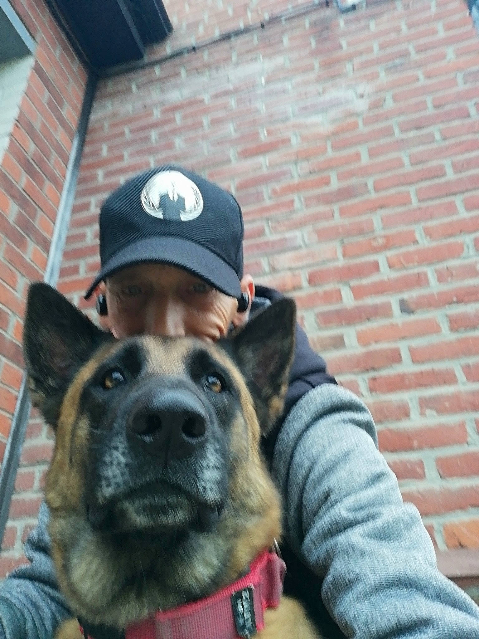 Naïko participe au concours pour gagner de l'argent avec cette photo : akita, canidae, carnivore, companion_dog, dog, dog_breed, german_shepherd_dog, law_enforcement, mammal, police_dog, snout, vertebrate, working_dog