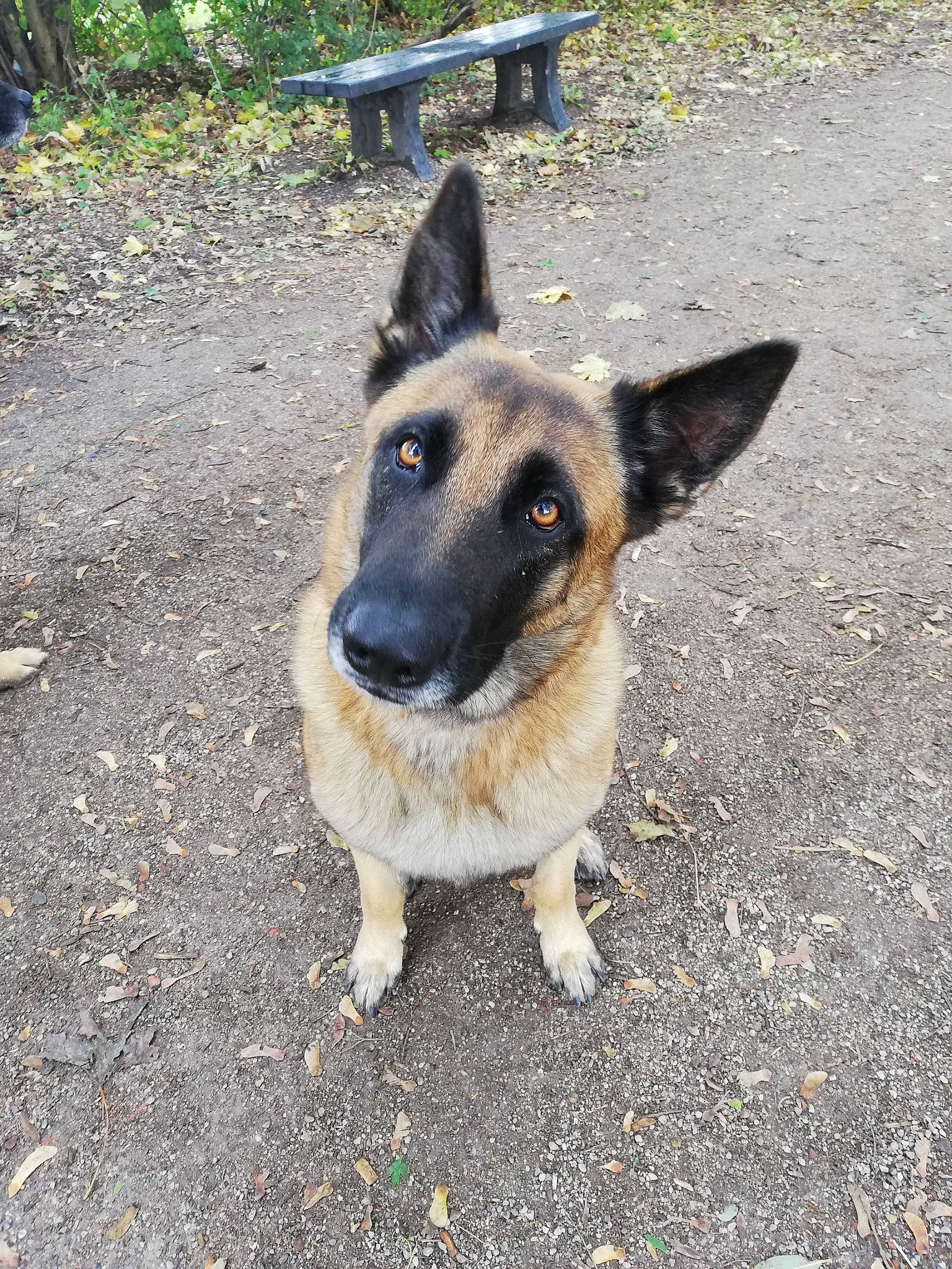 Naïko participe au concours pour gagner de l'argent avec cette photo : belgian_shepherd, belgian_shepherd_malinois, canidae, carnivore, dog, dog_breed, east_european_shepherd, fawn, german_shepherd_dog, king_shepherd, mammal, old_german_shepherd_dog, rare_breed_dog, shiloh_shepherd_dog, snout, street_dog, vertebrate, working_dog