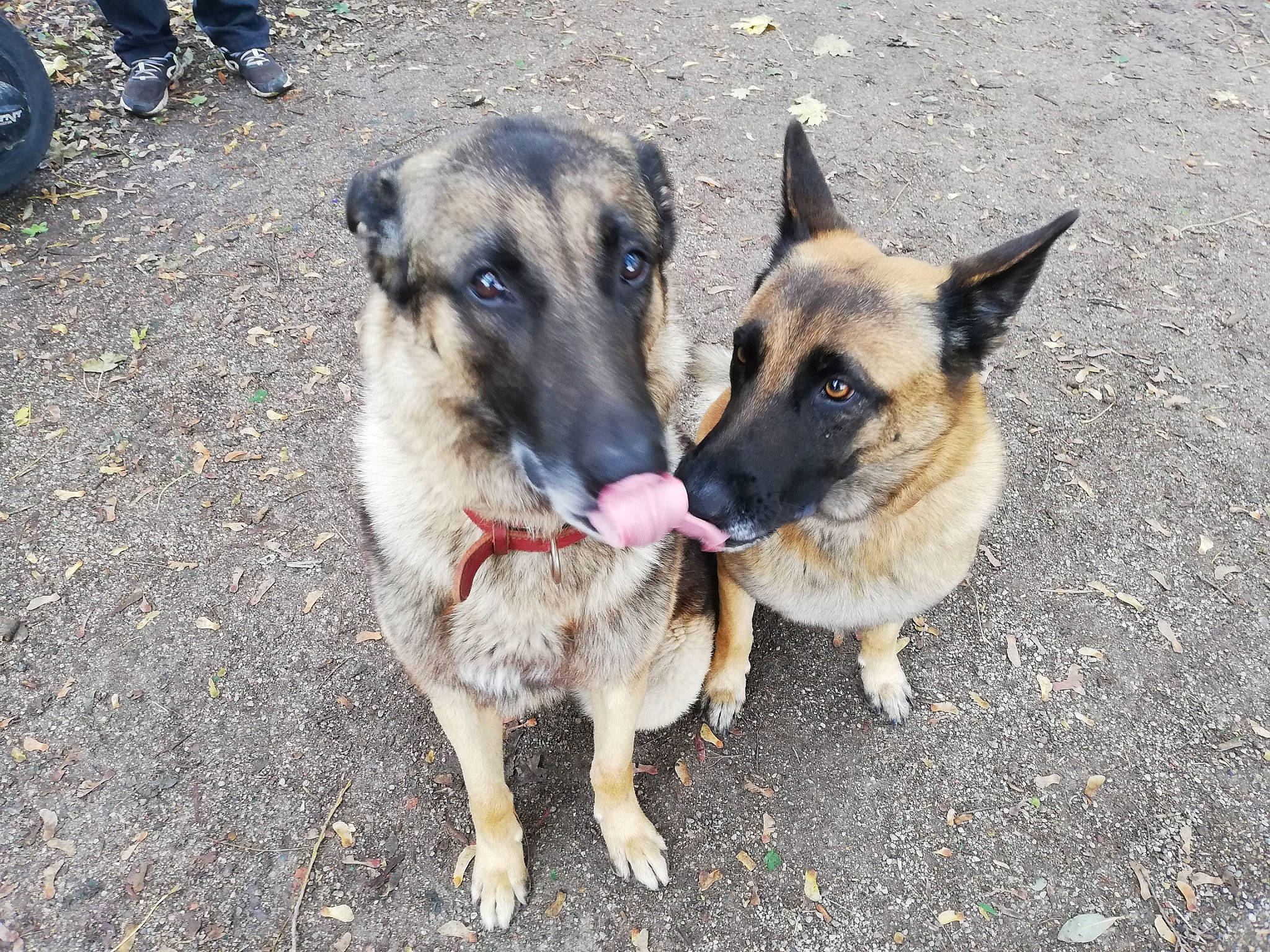 Naïko participe au concours pour gagner de l'argent avec cette photo : belgian_shepherd, belgian_shepherd_malinois, canidae, carnivore, dog, dog_breed, east_european_shepherd, fawn, german_shepherd_dog, herding_dog, king_shepherd, mammal, old_german_shepherd_dog, rare_breed_dog, shiloh_shepherd_dog, snout, vertebrate, working_dog