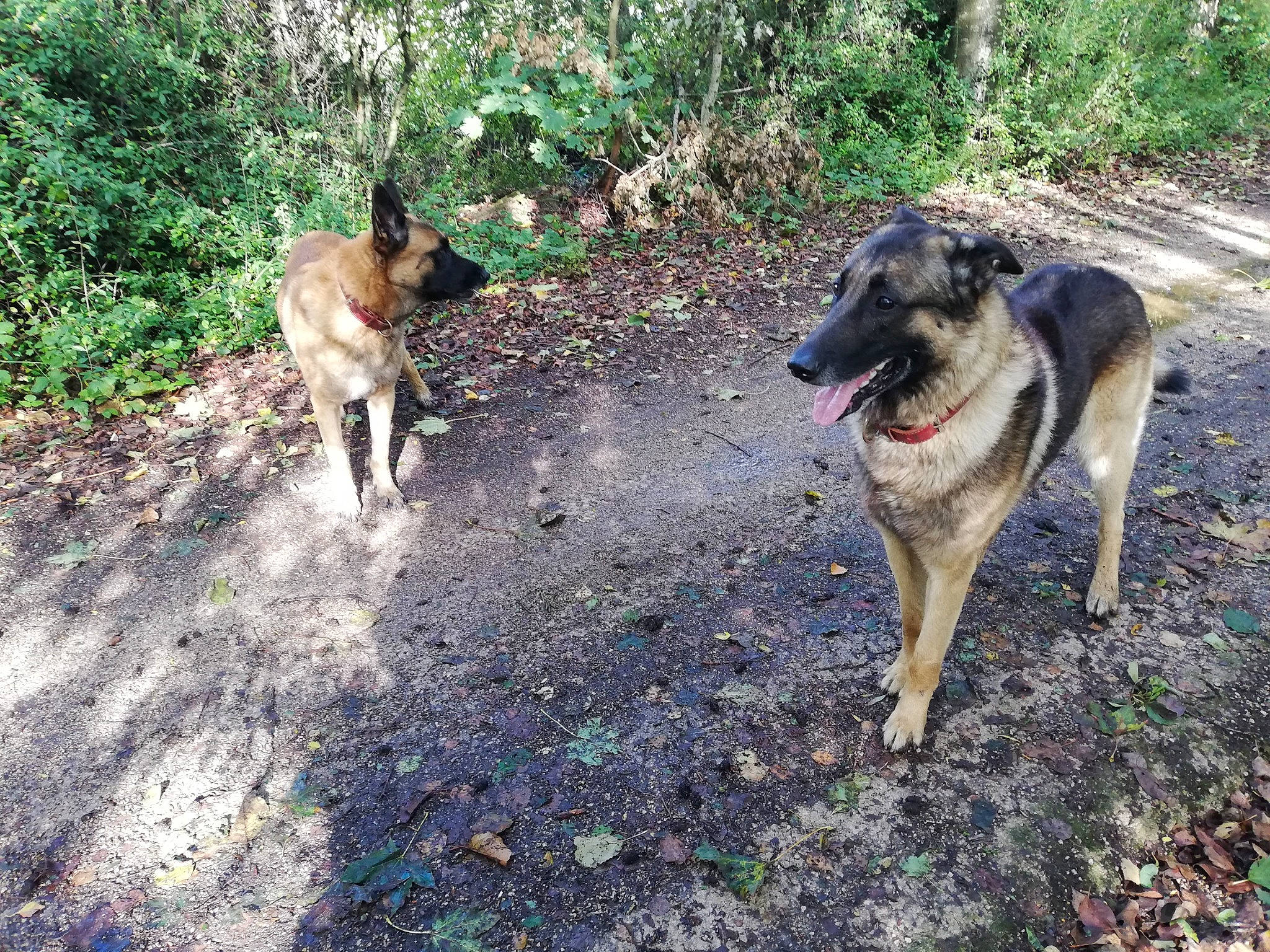 Diesel a rejoint le concours — aidez-le/la à gagner de superbes lots ! canidae, carnivore, dog, dog_breed, fawn, german_shepherd_dog, mammal, vertebrate, working_dog