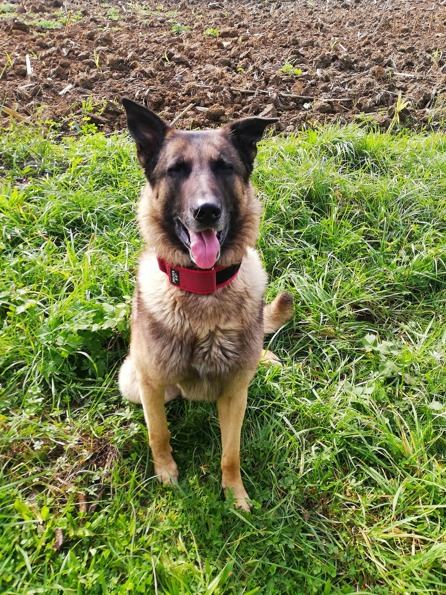 Diesel a rejoint le concours — aidez-le/la à gagner de superbes lots ! australian_cattle_dog, belgian_shepherd, belgian_shepherd_malinois, canidae, carnivore, dog, dog_breed, fawn, german_shepherd_dog, grass, king_shepherd, kunming_wolfdog, mammal, old_german_shepherd_dog, plant, rare_breed_dog, sporting_group, vertebrate, working_dog