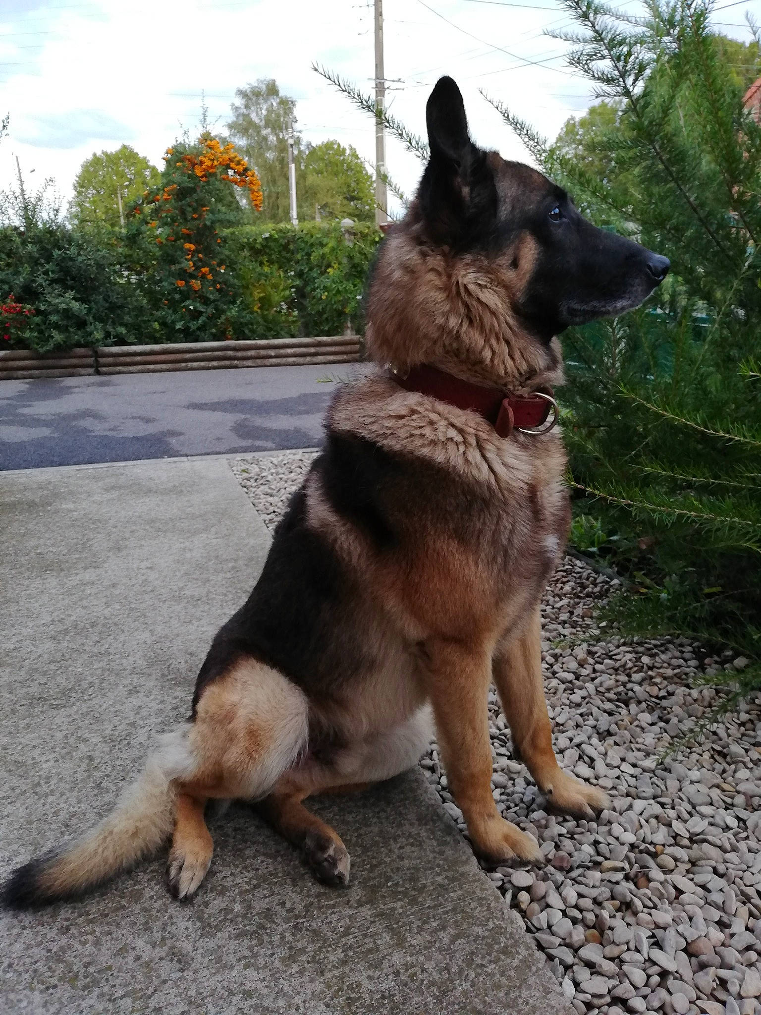 Diesel participe au concours pour gagner de l'argent avec cette photo : belgian_shepherd, belgian_shepherd_malinois, canidae, carnivore, dog, dog_breed, east_european_shepherd, fawn, german_shepherd_dog, king_shepherd, kunming_wolfdog, mammal, old_german_shepherd_dog, police_dog, shiloh_shepherd_dog, snout, tail, tervuren, vertebrate, working_dog