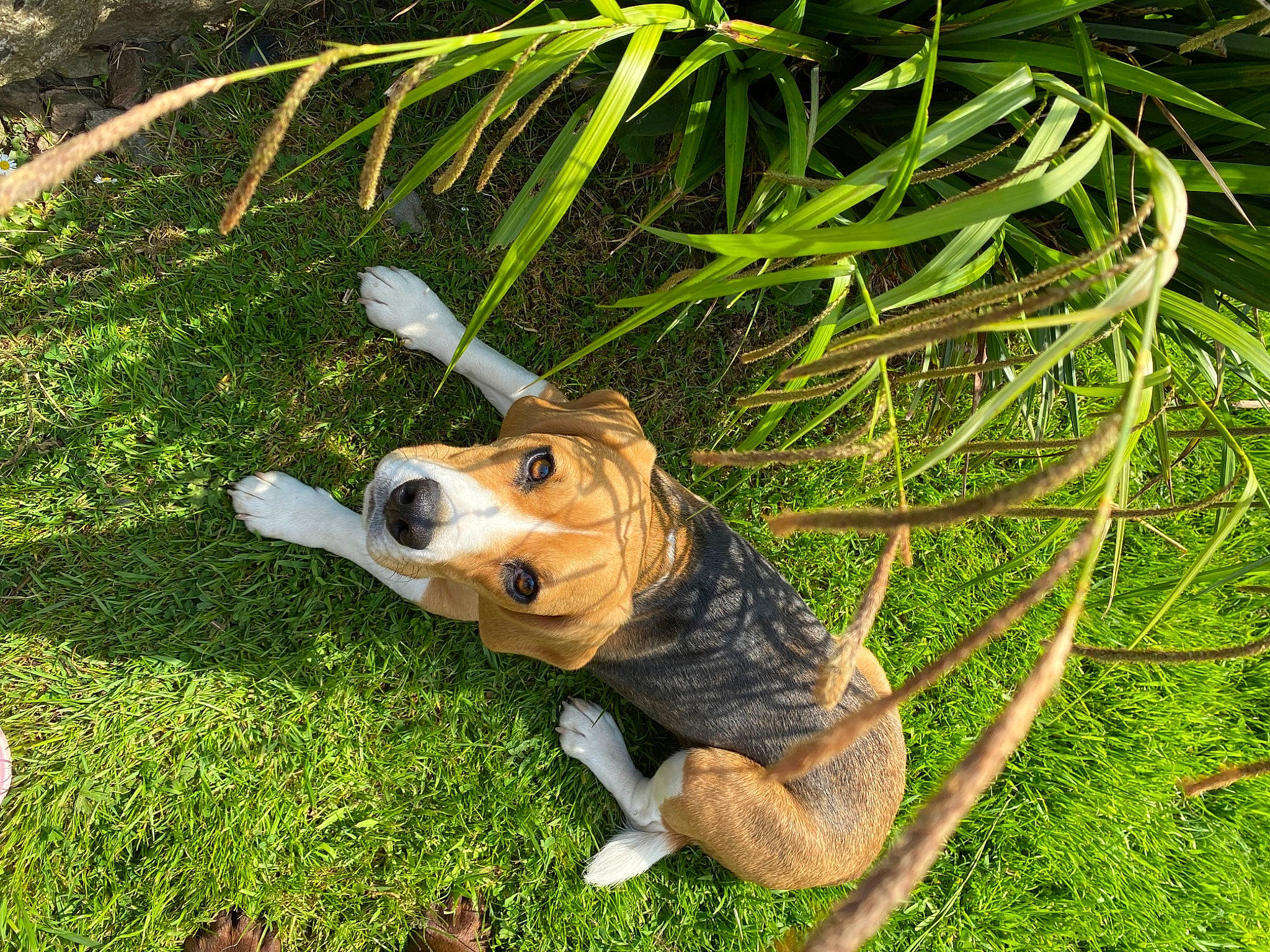 Juliette participe au concours pour gagner de l'argent avec cette photo : carnivore, companion_dog, dog, dog_breed, dog_clothes, fawn, grass, grass_family, groundcover, lawn, lawn_ornament, plant, reptile, snout, stuffed_toy, tail, terrestrial_animal, terrestrial_plant, toy, working_animal