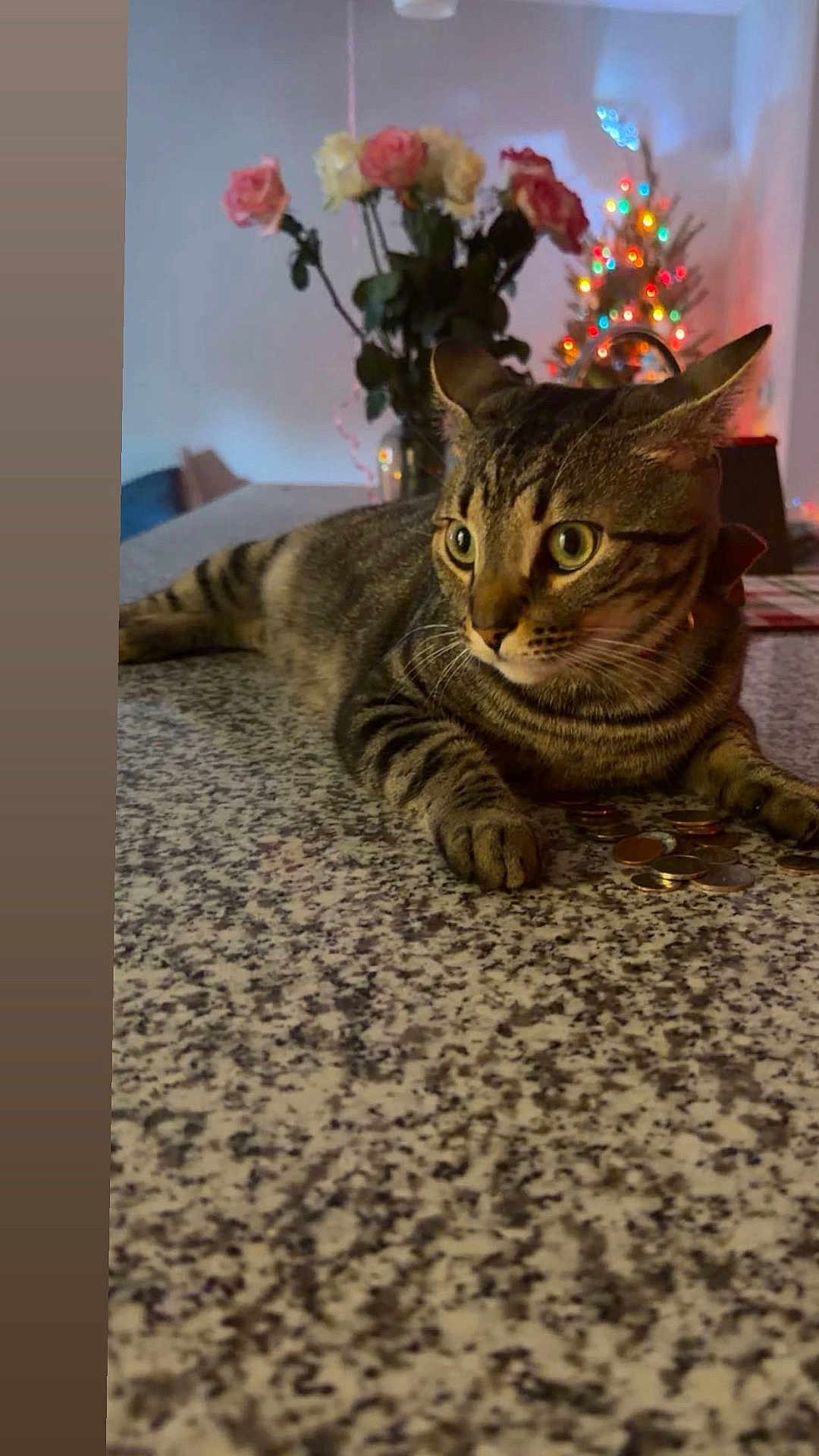 Leo joined the competition — help win amazing prizes! cat, tabby_cat, countertop, coins, roses, vase, flowers, christmas_tree, lights, indoor, animal, pet, feline, curious, decor, holiday, table, relaxed, domestic, cozy