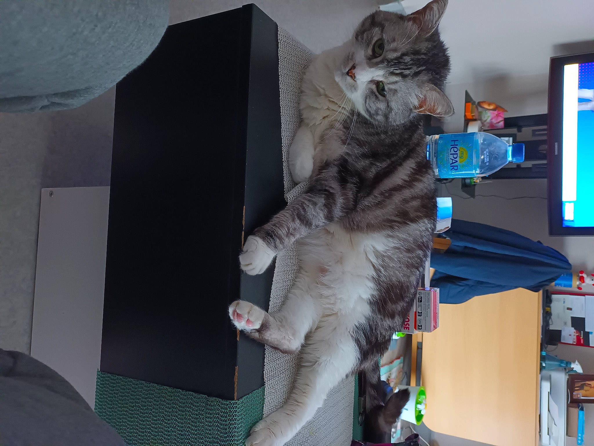 Leon participe au concours pour gagner de l'argent avec cette photo : bookcase, carnivore, cat, computer, computer_monitor, display_device, domestic_short_haired_cat, felidae, fur, printer_tray, room, russian_blue, shelf, shelving, small_to_medium_sized_cats, tail, whiskers